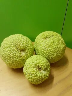 Что такое маклюра