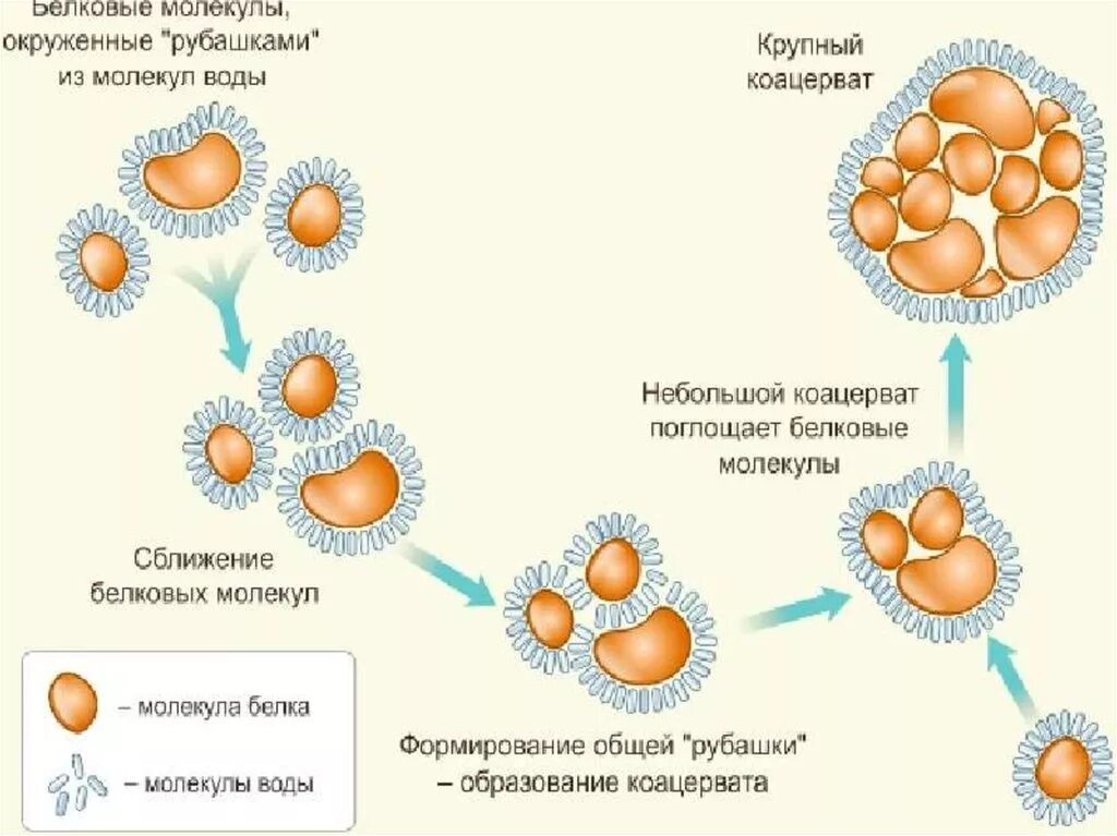 Появление первичных организмов. Коацерваты и процесс коацервации. Биополимеры и коацерваты. А.И. Опарин – «коацерватные капли». Процесс коацервации веществ рисунок.