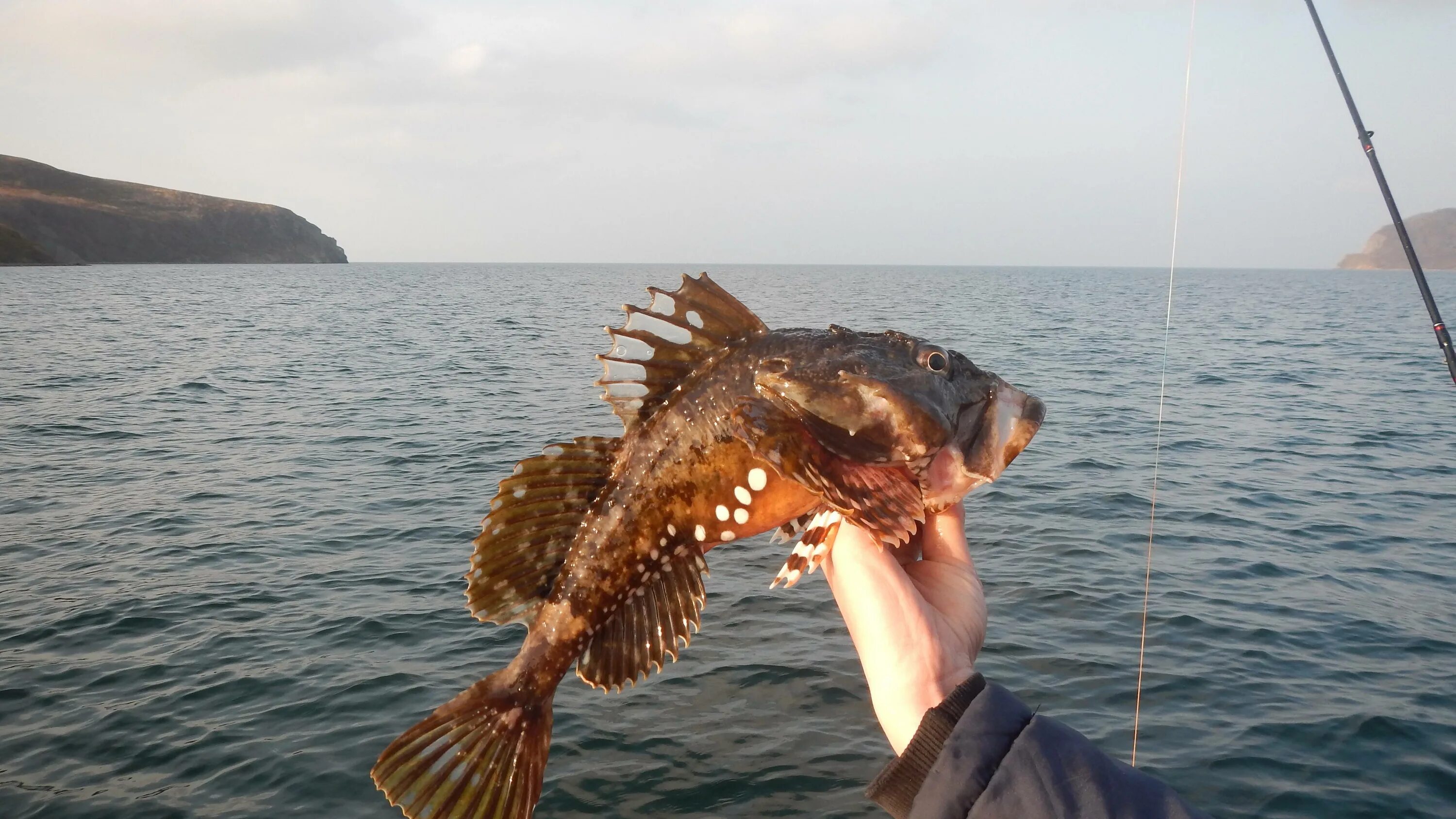 Ерш морской Баренцево море. Ерш Охотское море. Морской бычок Баренцево море. Бычки Охотского моря.