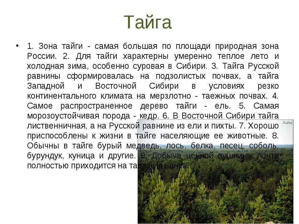 Тайга природная зона климат. Тайга характеристика природной зоны. Описание тайги. Доклад о тайге. Тайга краткий рассказ