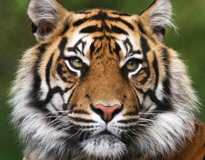 Like a tiger