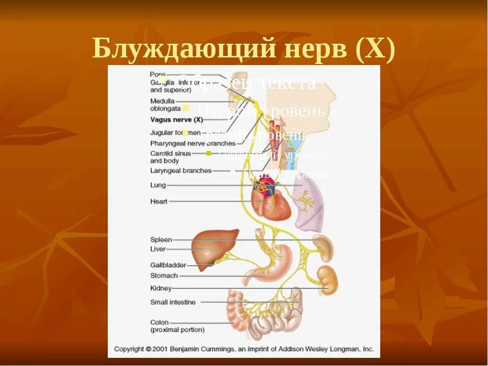 Стэнли розенберг блуждающий нерв. Блуждающего нерв (вагус). Блуждающий нерв анатомия физиология симптомы. Анатомия человека нерв блуждающий. Нерв вагус 10.