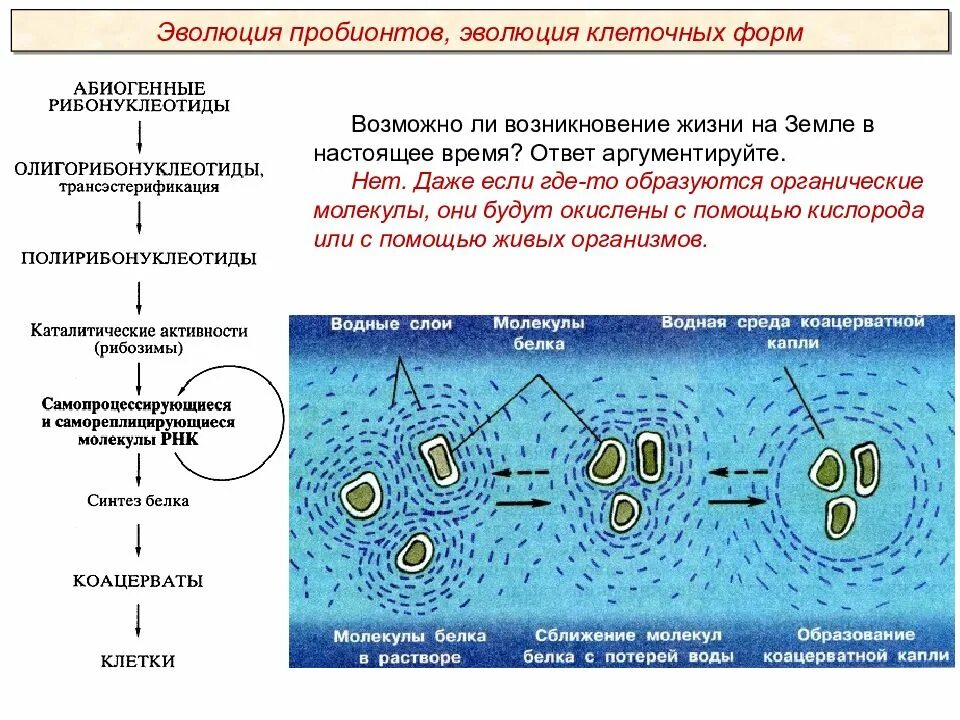 Развитие представлений о происхождении жизни. Возникновение клеточных форм жизни возникновение коацерватов в воде. Теории зарождения жизни на земле. Зарождение жизни на земле молекулы. Образование коацерватов в воде