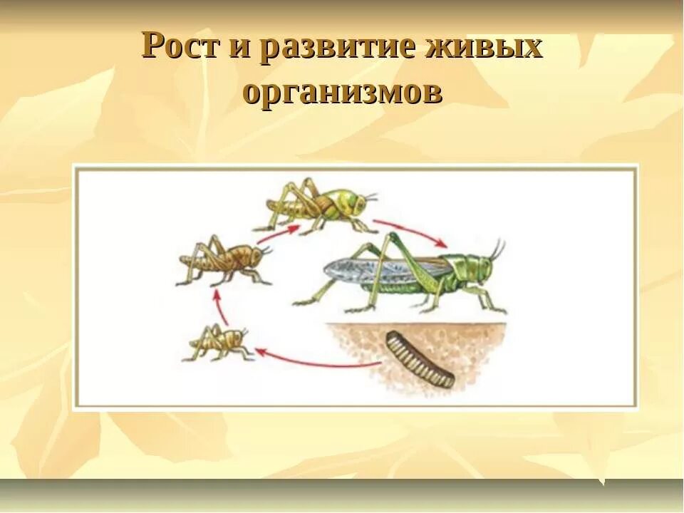 царства живой природы. адаптация живых организмов. живой организм растет. размножение живых организмов. живой организм растет.