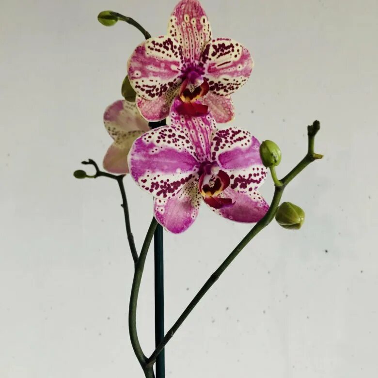 Фаленопсис фронтера бабочка. Орхидея phalaenopsis frontera. Орхидея фронтера. Орхидея phalaenopsis cleopatra. Орхидея фаленопсис фронтера.