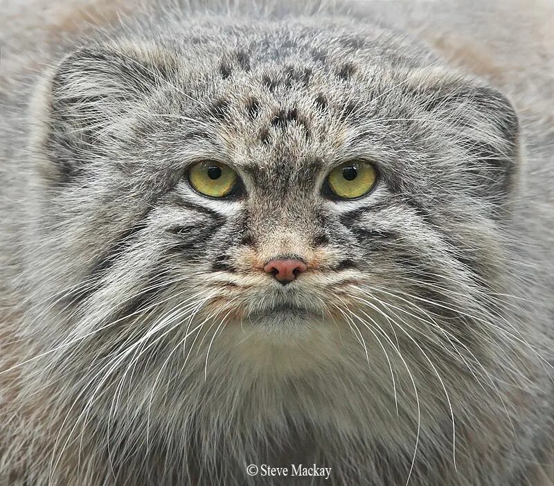 Дальневосточный манул. Кот похожий на манула. Кот манул мансур. Кот манул толстый. Кот похожий на манула.