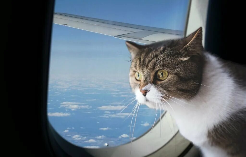CATS ON A PLANE - YouTube