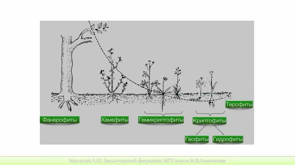 Фанерофиты. Хамефиты примеры растений. Терофиты примеры растений. Эколог группы растений. Экологические группы деревьев