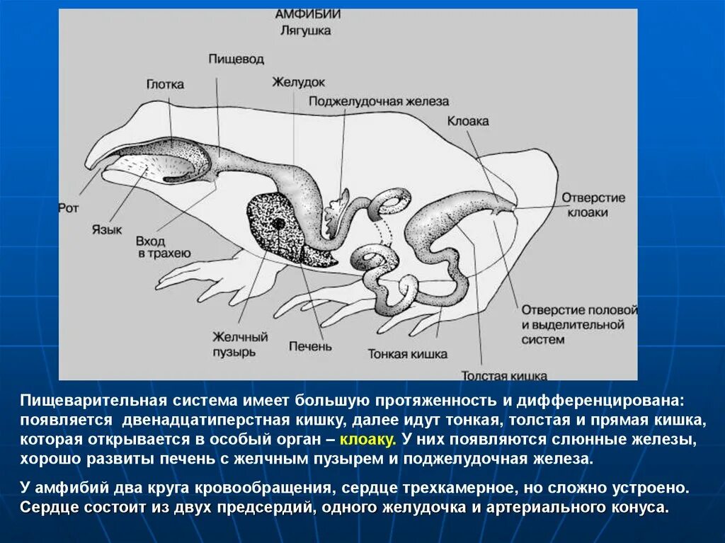 Желудок земноводных. Система органов земноводных пищеварительная система. Схема строения органов пищеварения земноводных. Органы пищеварения земноводных амфибии. Строение пищеварительной системы земноводных.