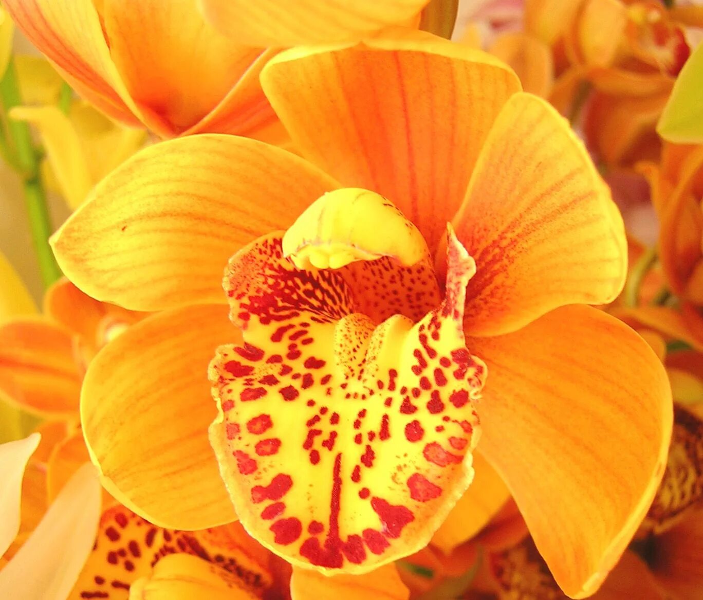 Цветы оранжево желтые название. Цимбидиум оранж. Орхидея Golden embers. Оранж сорбет Орхидея. Голден эмберс Орхидея.