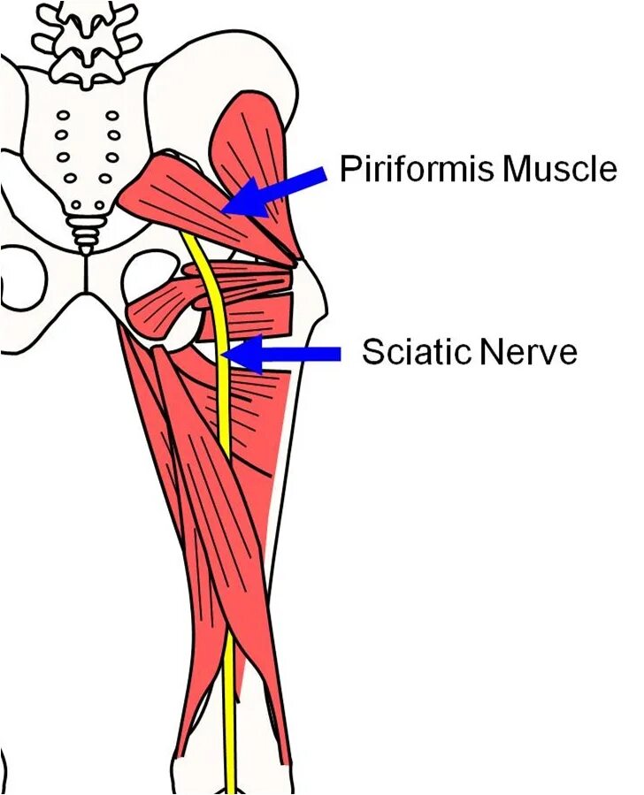 Мышца седалищного нерва. Грушевидная - Piriformis. Седалищный нерв топографическая анатомия. Седалищный нерв анатомия топография. Мускулюс пириформис.