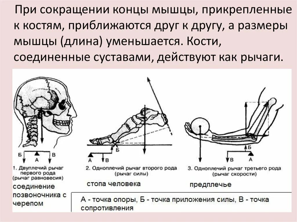 Движение второго рода. Рычаги мышц. рычаги в биомеханике анатомия. рычаг скорости в биомеханике. рычаг первого рода в биомеханике.