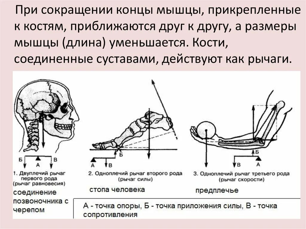 2 рычаг в скелете человека. Рычаг 2 рода в биомеханике. Рычаги мышц. Рычаги в биомеханике анатомия. Сустав рычаг.