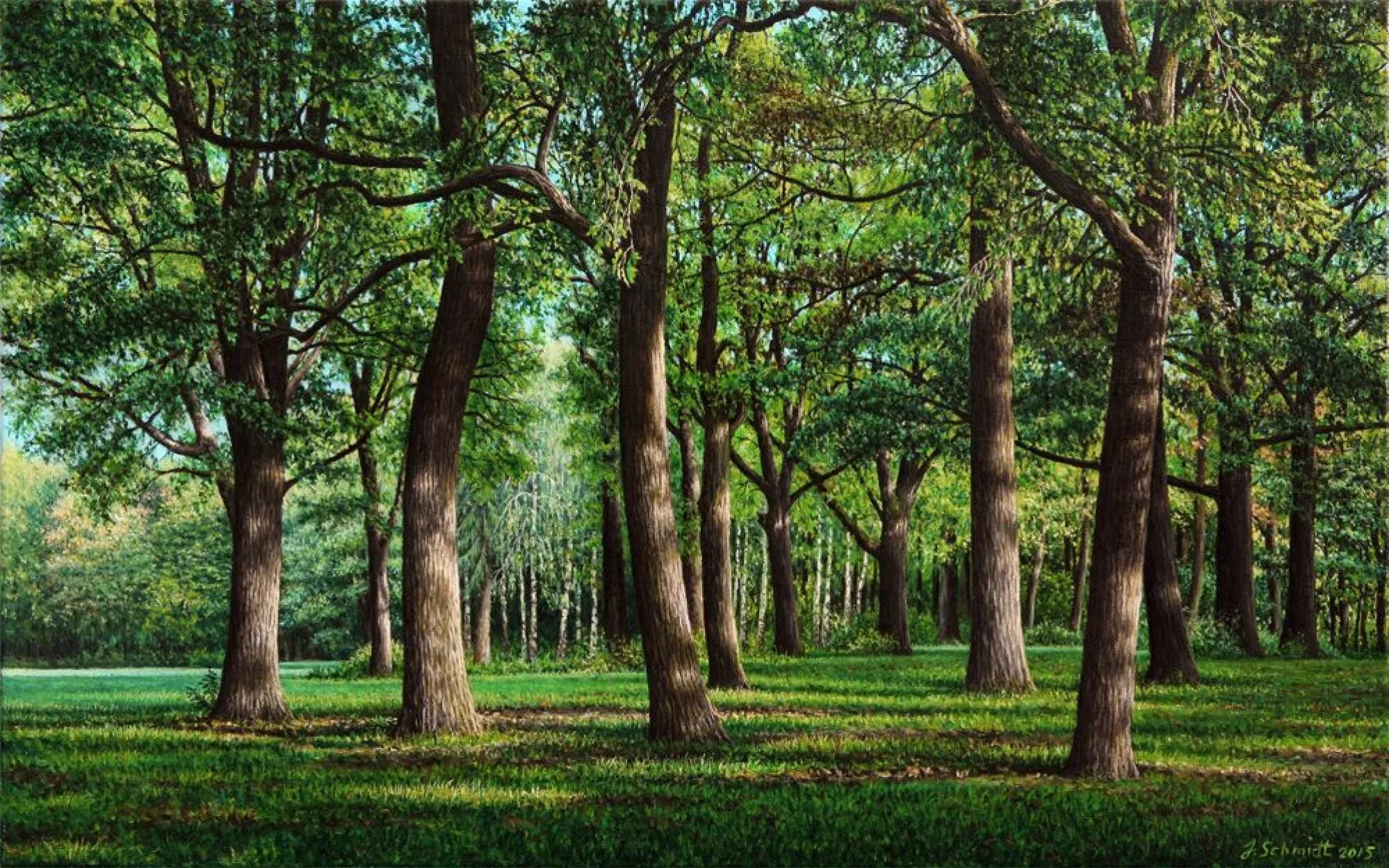 дуб широколиственный лес. желнино дубовая роща. дубрава лес роща. желнино дубовая роща. дубовая роща йошкар-ола.