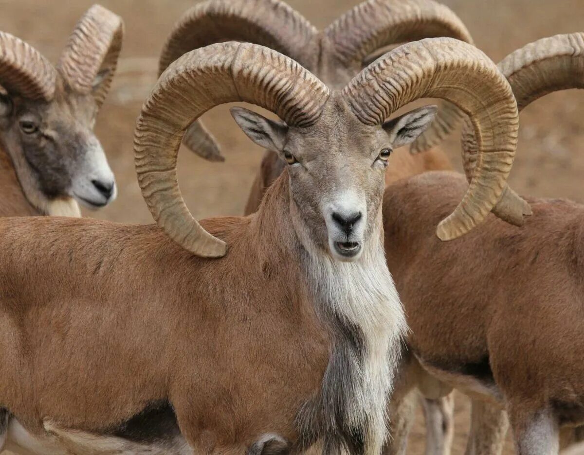 Горный баран архар аргали. Аргали. Горный баран архар. Алтайский архар аргали. Горный баран архар аргали.