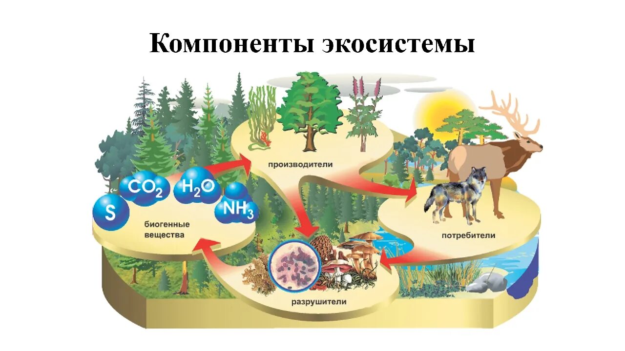 Разнообразие биосистем