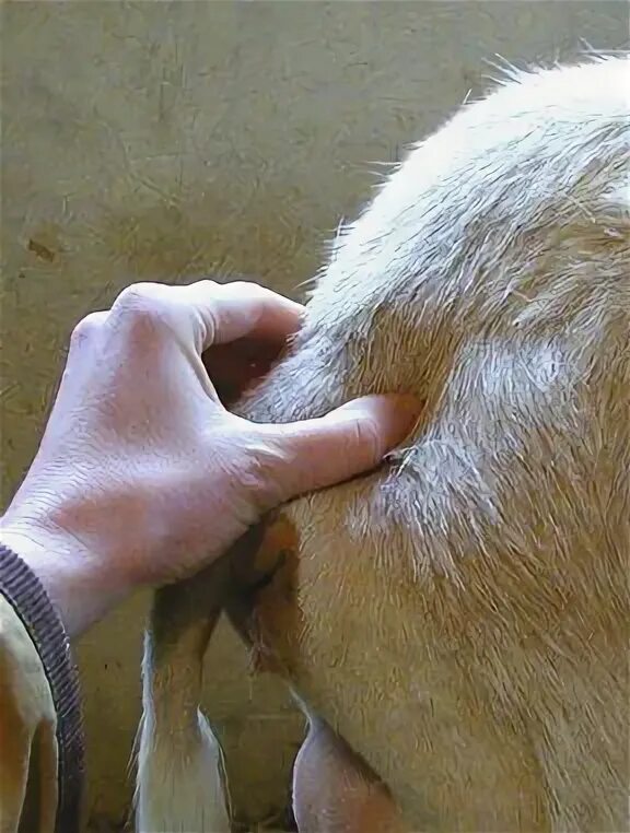 Сколько ходит котная коза