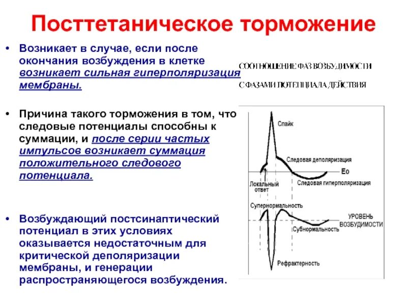 Возбуждения сильного действия. Процессы возбуждения и торможения. Посттетаническое торможение. График торможения физиология. Торможение торможения.