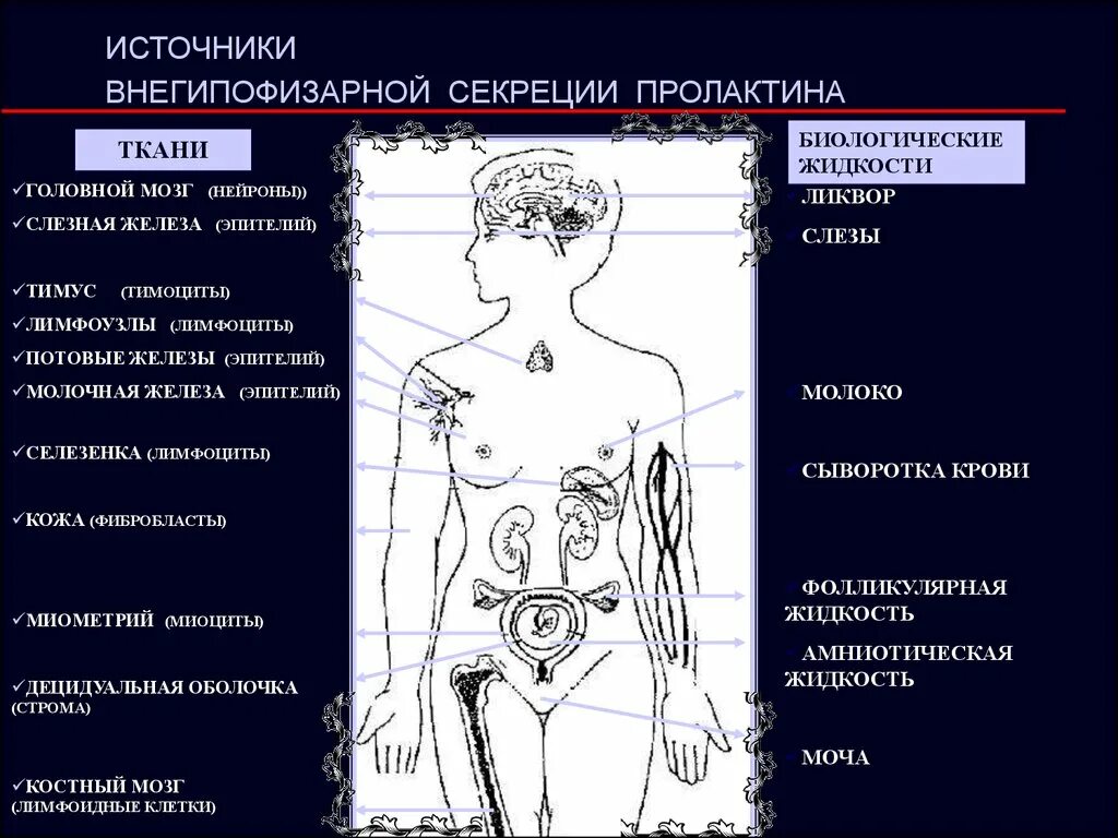 Пролактин молочные железы. Заболевания секреции пролактина. Биологические эффекты пролактина. Регуляция секреции пролактина. Внегипофизарная продукция пролактина.