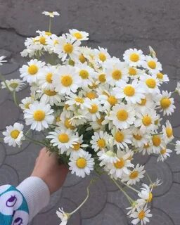 Хочу ромашка