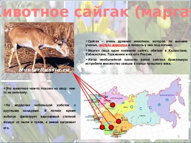 Где живет сайгак природная зона. Сайгак ареал обитания в России. Сайгак где обитает. Места обитания сайгаков на карте. Ареал обитания сайгака на карте.