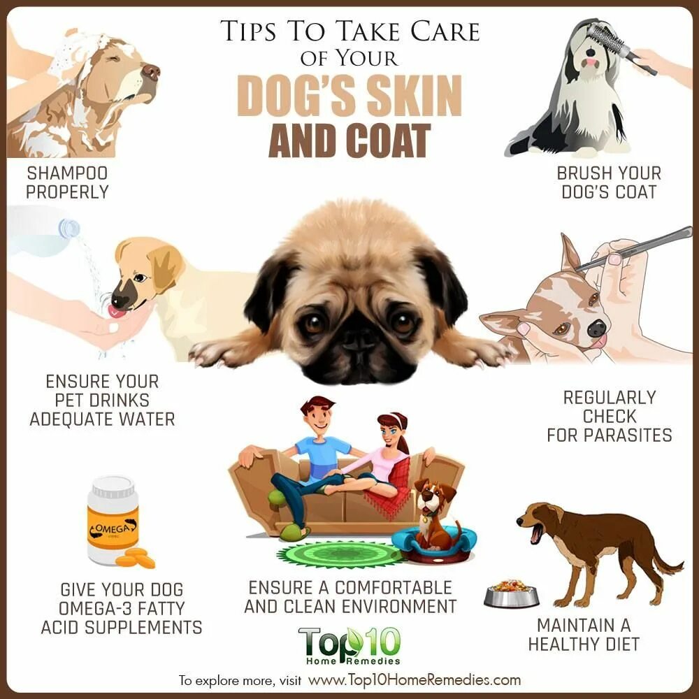 How to take Care of a Dog. Take Care of Pet. Taking Care of Pets. Take Care of Pets for Kids. Pet rules