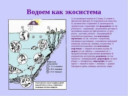 Энергия в экосистемы поступает от
