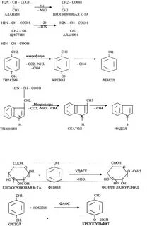 Фенол ca oh 2
