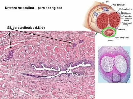 Urethra