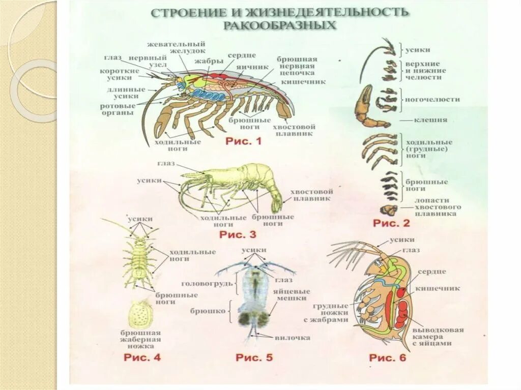 Эволюция строения и функций. Эволюция опорно-двигательной системы животных. Эволюция опорных систем животных. Эволюция двигательной системы животных. Эволюция опорно-двигательной системы хордовых.