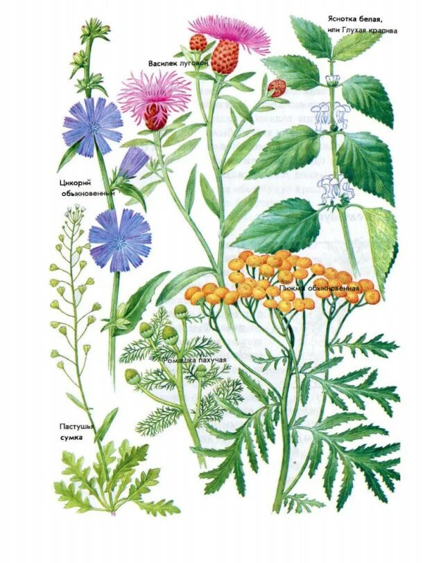 Книга зелёные страницы 2 класс. Зелёные страницы рассказы о первоцветах. Зеленые страницы с рисунком цветка. Зеленые страницы плешаков репейник. Зеленые страницы растения.