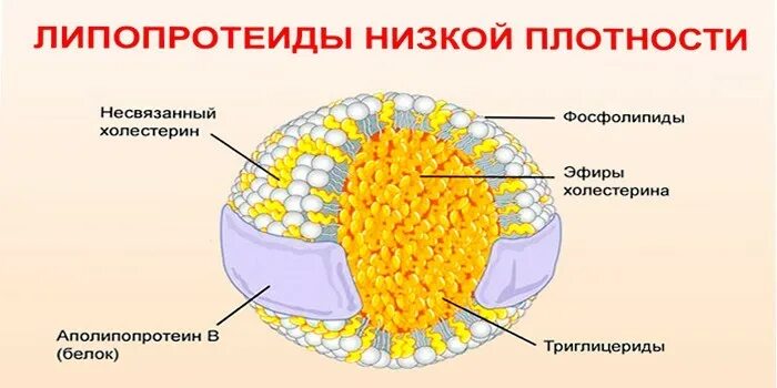 Липопротеины низкой плотности (ЛПНП). Строение липопротеинов. Бета липопротеиды. Липопротеиды норма. Определение липопротеинов высокой плотности лпвп альфа норма