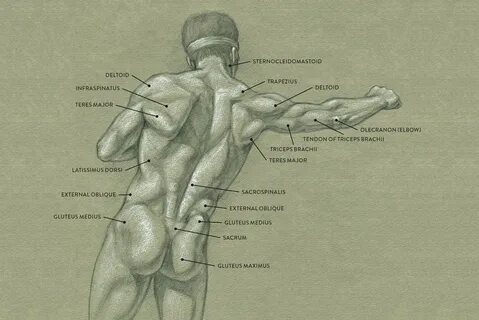 Какие мышцы обозначены цифрами 1 и 2