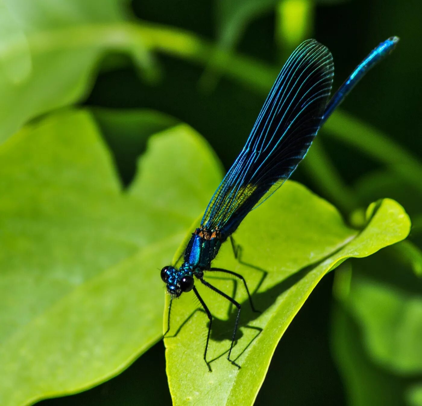 Стрекоза Calopteryx. Красотка блестящая (Calopteryx splendens). Calopteryx splendens самка. Красотка японская – Calopteryx japonica.