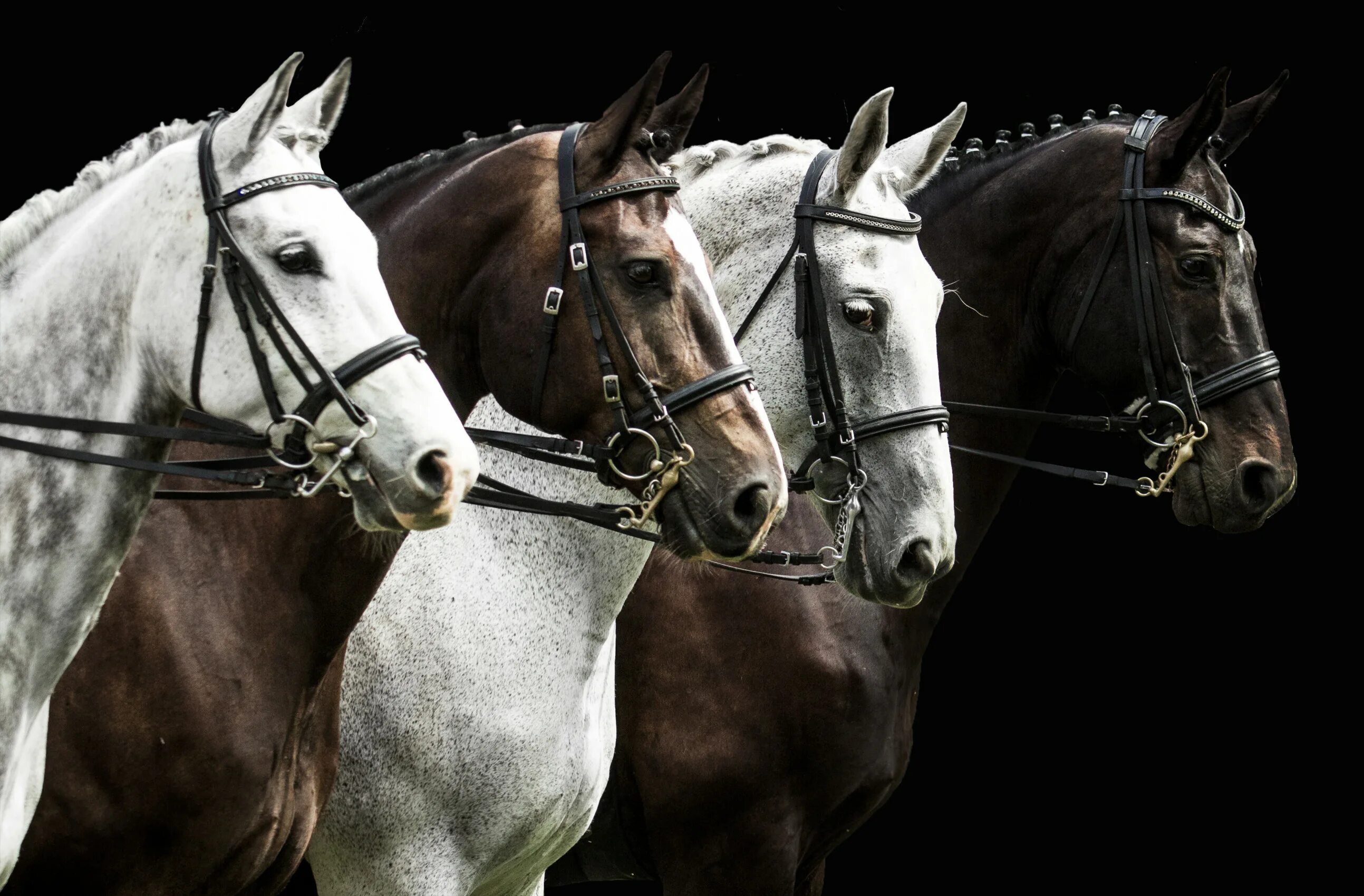 Четверо коней. Много лошадей. Лошади Эстетика. Четыре лошади. Лошадь на черном фоне.