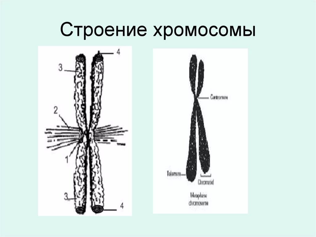 Строение хромосомы. Схема строения хромосомы. Строение метацентрической хромосомы. Строение хромосомы рисунок.