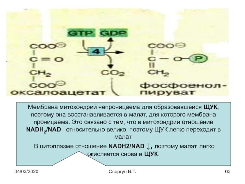 Происходит образование надф н2