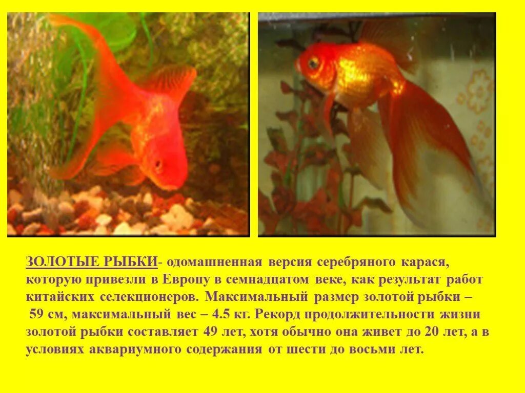 Презентация аквариумные рыбки. Золотая рыбка описание. Описать золотую рыбку. Аквариумные рыбки рыбы для детей. Аквариумные рыбки информация.