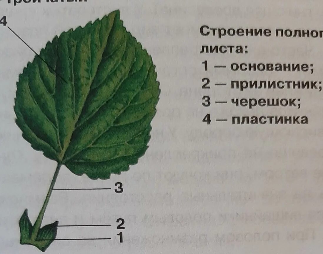 Строение листа ответы. Строение листа березы. строение листа фасоли. строение листа огурца. строение листа на английском языке.