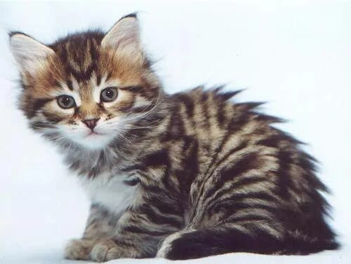 Кот м на лбу. Сибирская тигровая кошка. Сибирский кот тигровый окрас. Сибирский котенок полосатый тигровый. Котята с м на лбу.