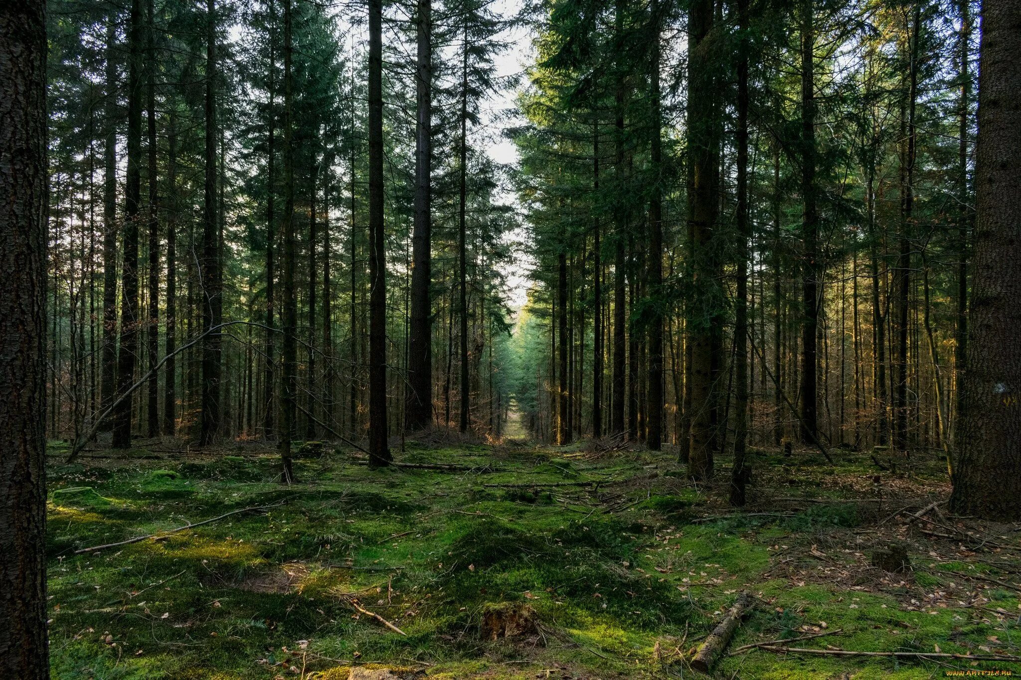Красивый лес референс. Лес стволы деревьев. Стволы деревьев уходили в глубь леса. Красивые леса. Фон леса.