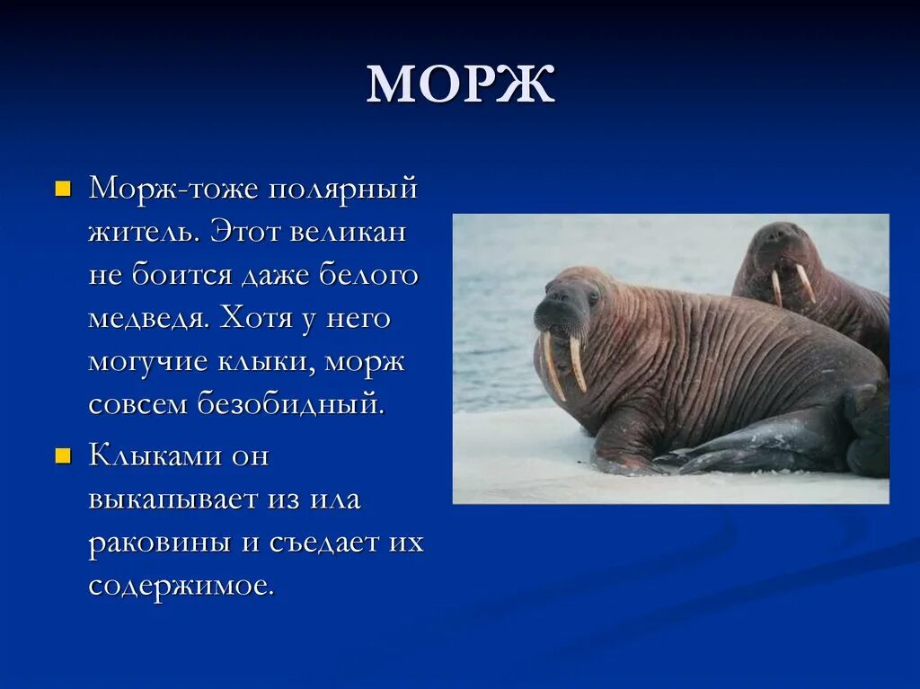 Морж описание для детей. Интересные факты о моржах. Морж рассказывать. Интересныеи факт про моржа.