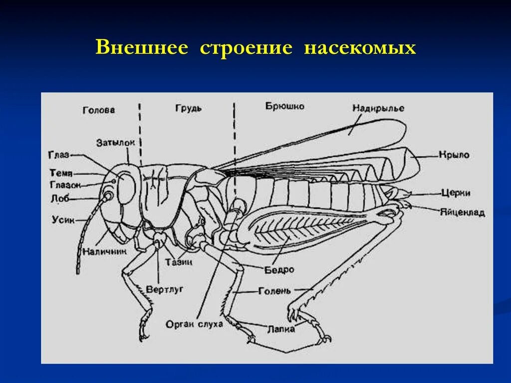 Наружный скелет насекомого. Внешнее строение насекомого схема. Схема внутреннего строения насекомого. Внутреннее строение кузнечика схема. Внешнее и внутреннее строение насекомых.