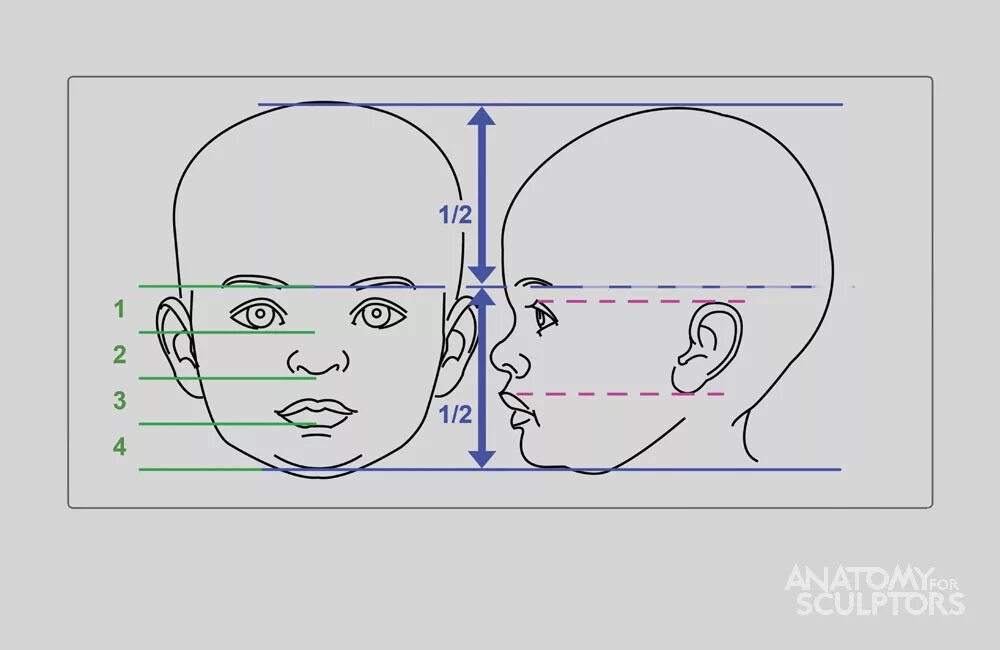 Длина лба. Схема и пропорции детского лица. Пропорции детского лица для рисования. Пропорции лица ребенка. Пропорции головы ребенка для рисования.