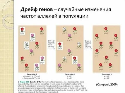 Случайное изменение генов это