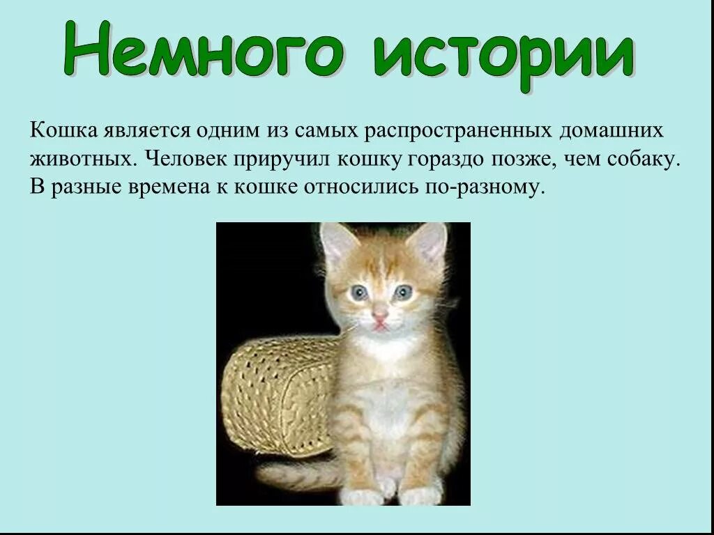 Рассказ про кошку. Презентация про кошек. Доклад про кошек. Проект на тему домашняя кошка. Рассказ про животное кошка