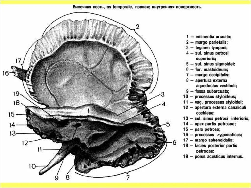 Височная кость строение Синельников. Анатомия височной кости Синельников. Височная кость задняя поверхность пирамиды. Задняя поверхность пирамиды височной кости.