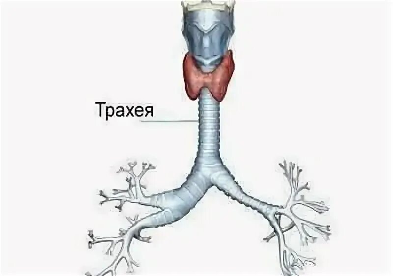 Трахея и бронхи это... Что такое Трахея и бронхи?