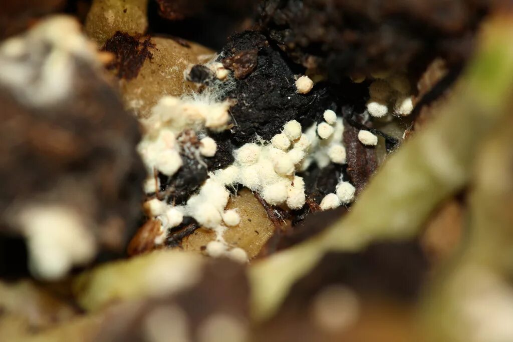 Плесень в грунте. Плесневые грибы в почве. Белый грибок на земле. Белый грибок в цветочных горшках. Грибок на почве комнатных растений.