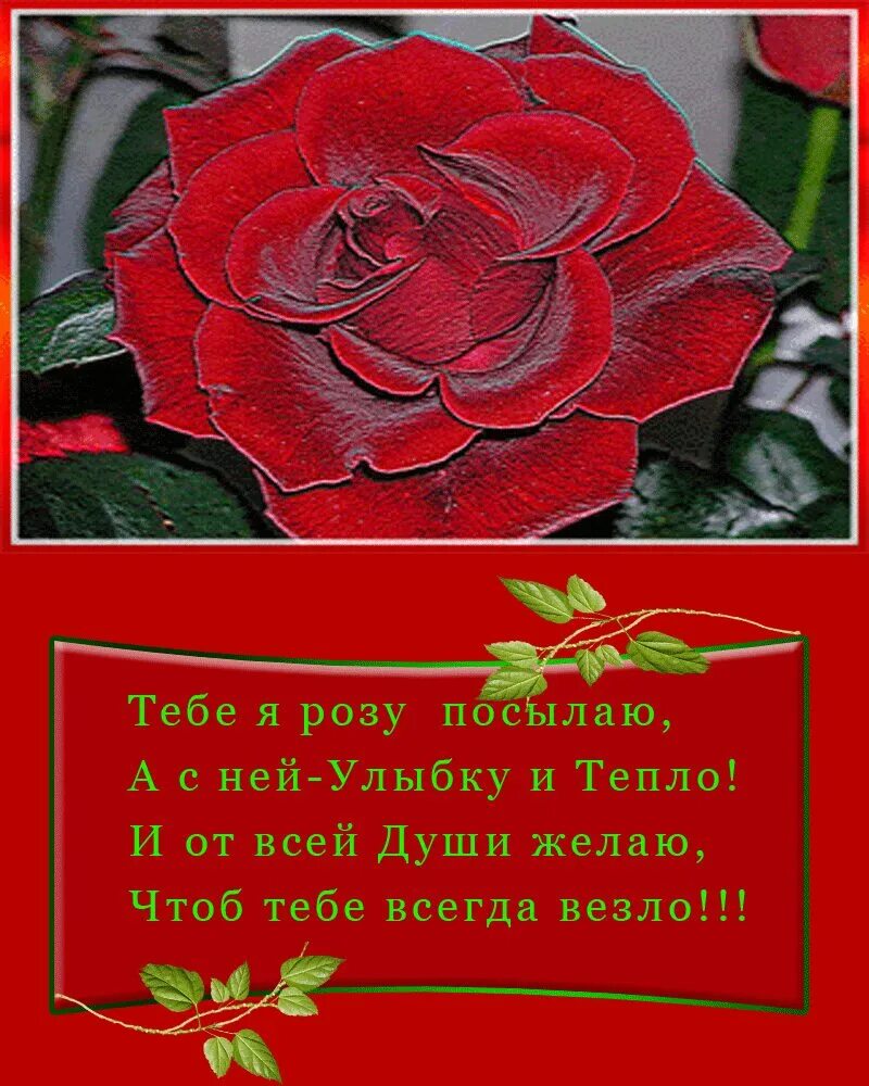 Стране нужны розы а я на них. От всей души желаю. Пусть розы украсят твой жизненный путь. Цитаты про розы.